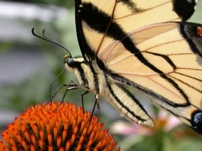 Eastern Tiger Swollowtail Butterfly