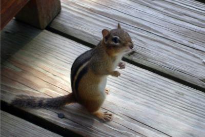 Chipper the Chipmunk