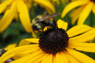 Bumble Bee on Blackeyed  Susan