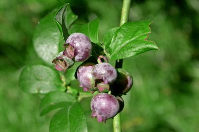 Blueberries