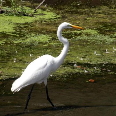 Great Egret