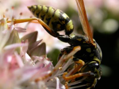 Euro Paper Wasp