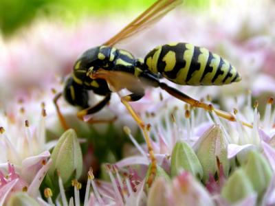 Wasp at play