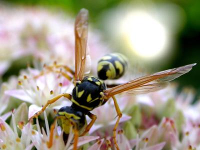 Wasp at play