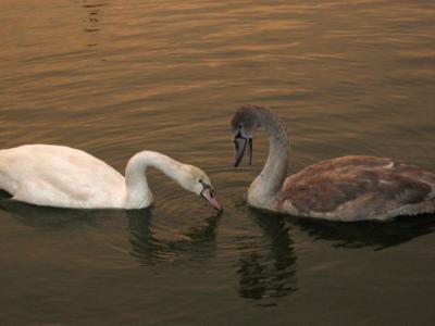 Mom's baby Swans