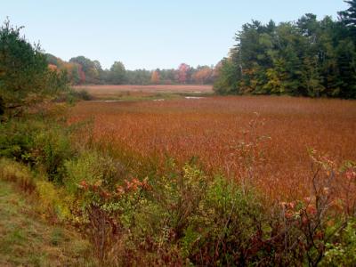 Autumn Marsh  Maine 2005