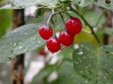 A real fixer-upper-berries after rain