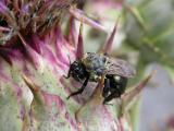 Bee at Stone Barns