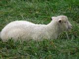 Sheep at Stone Barns