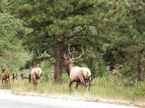 The unmistakable bugle of a bull elk