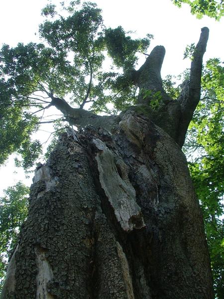 Heligan 2005