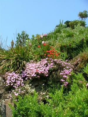 Abbey Garden - mesembryanthemum