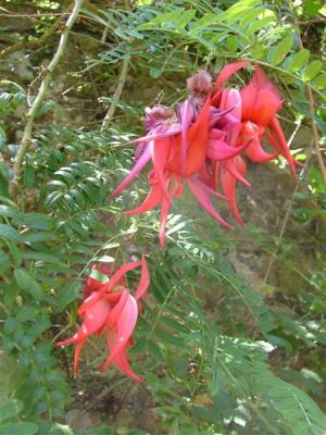 Abbey Garden Tresco - Clianthus puniceus or Red Lobster Claws, from New Zealand