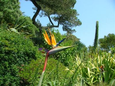 Abbey Garden - Strelitzia reginae