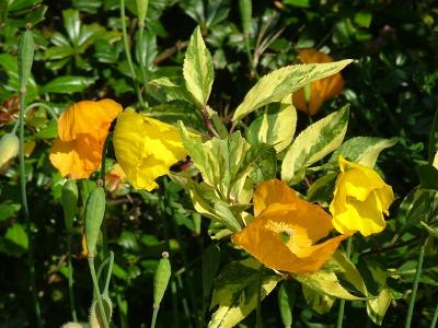 Welsh poppies