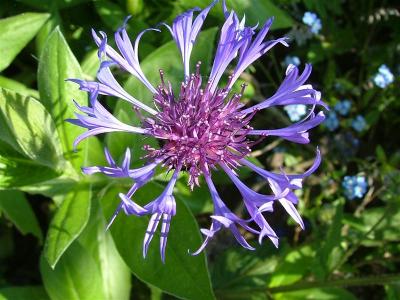 Centaurea montana