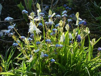 White Bluebells and forget-me-nots