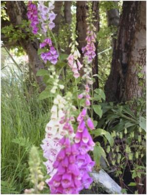 Foxgloves