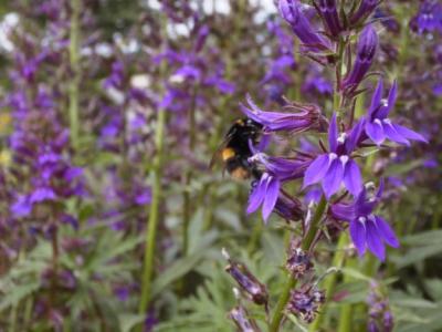 Delphinium with bee