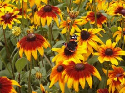 Red admiral on rudbeckia