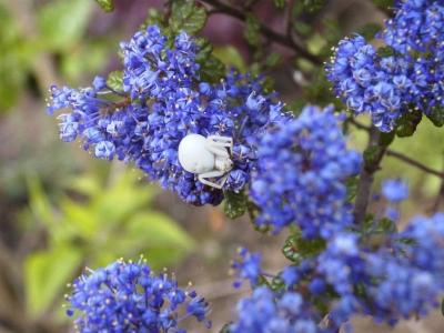 Ceaonothus with white spider