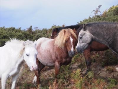 Gower Ponies