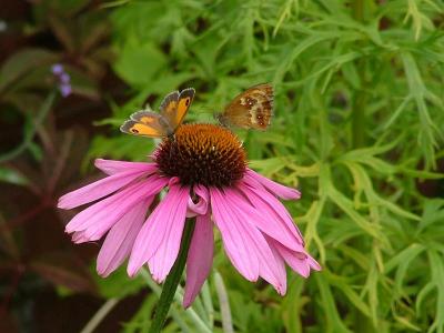 Echinacea with guests