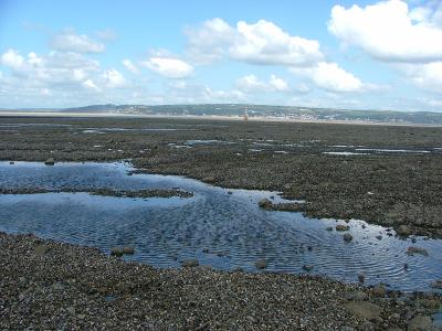 Mussels on Whiteford Sands - 20 August 05
