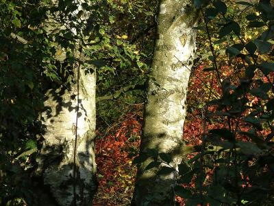Birch trunks at Battersby