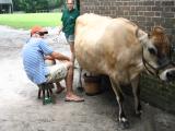 Eric milking Rio the cow