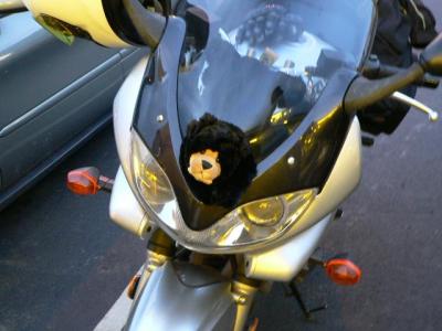 Bear