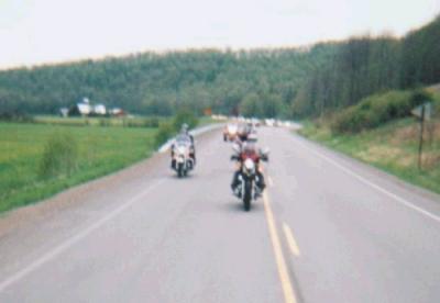 Wildpig001.jpg