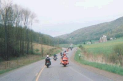 Wildpig002.jpg