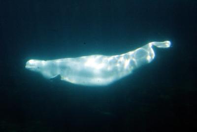 Stanley Park Aquarium