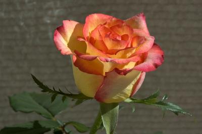 Morning Beauty