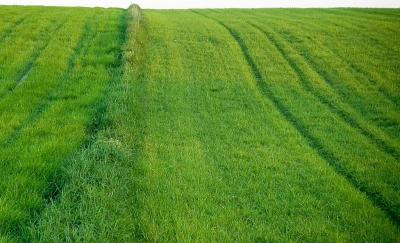 Roztocze green field
