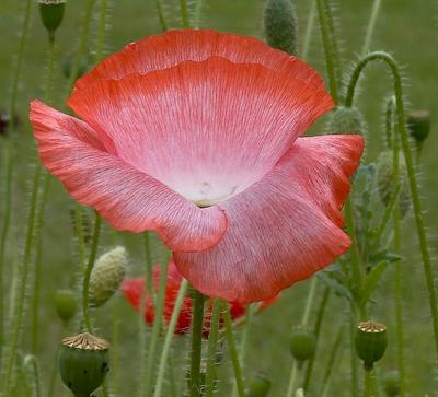 poppy