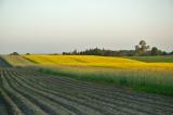 Lowcza fields