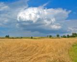 Western Roztocze field