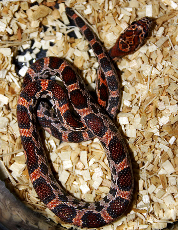 Ares, Aphrodites Future Beau