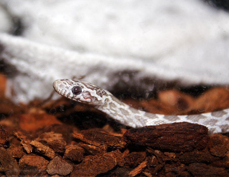 Aphrodite Has Beautiful Deep Red Eyes