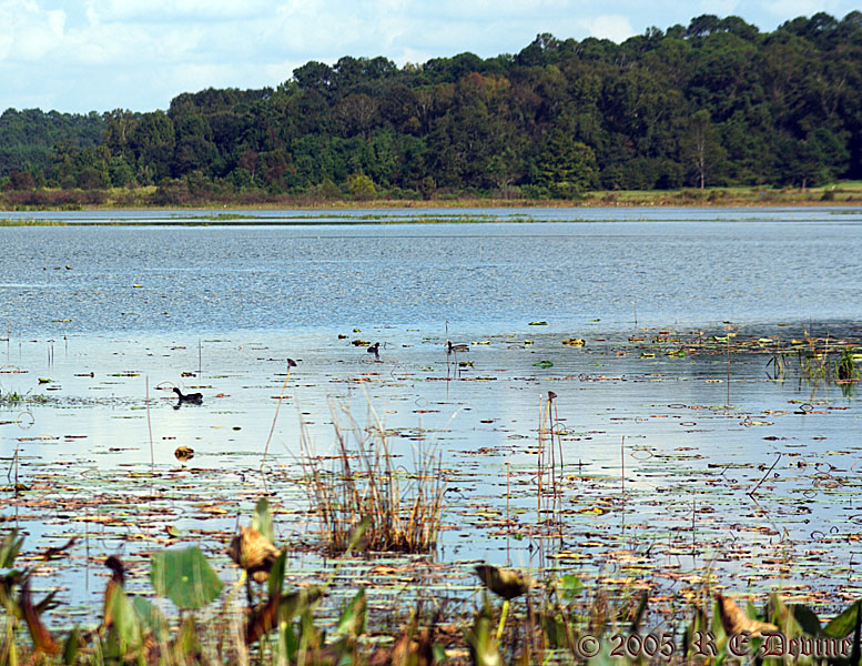 Ducks on the lake