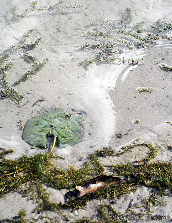 Minnows at waters edge