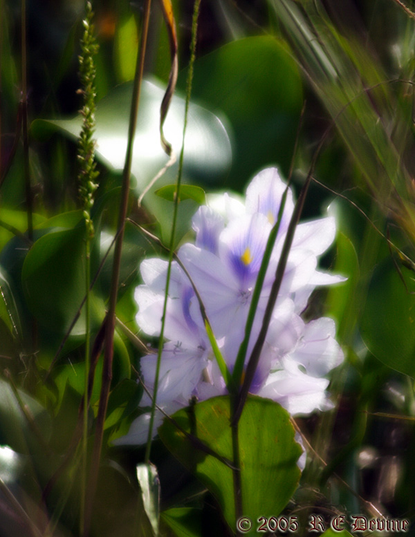 Lakeside flowers 1