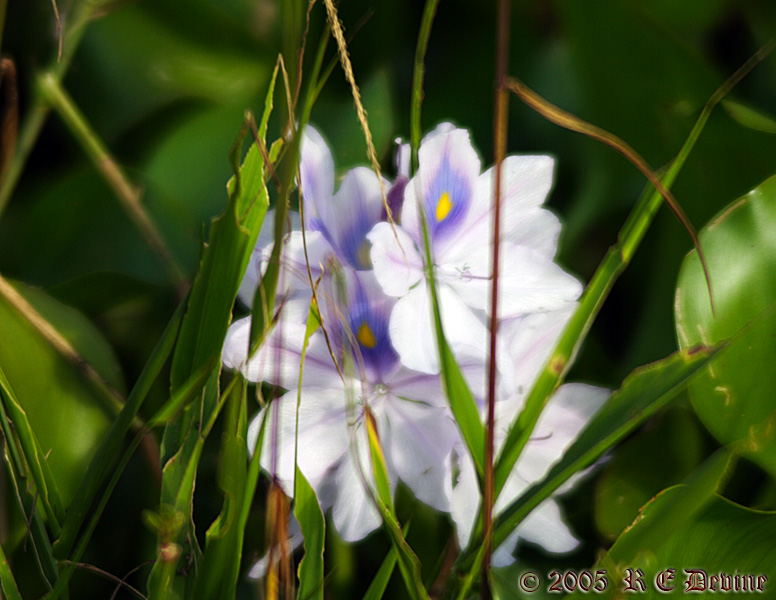Lakeside flowers 3