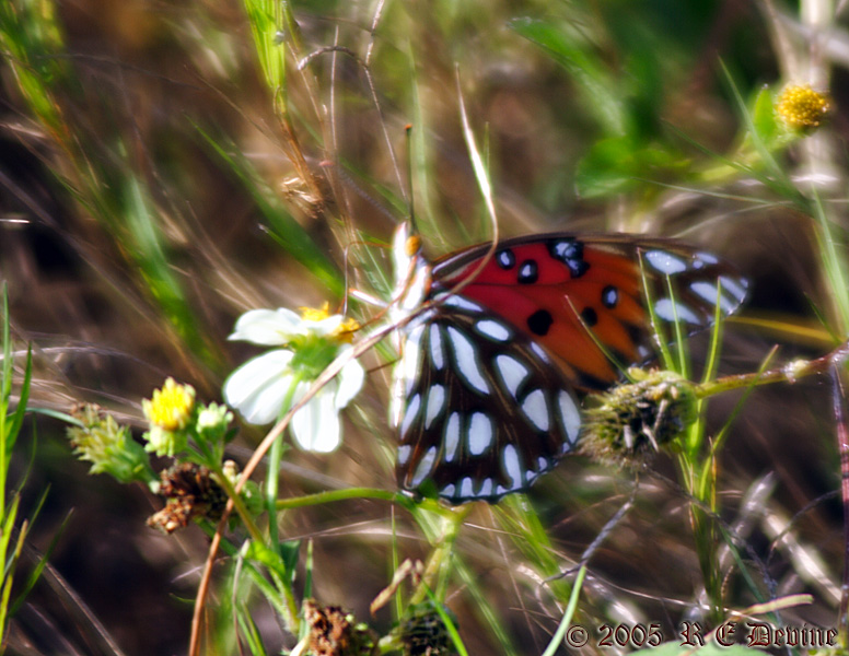 Butterfly on flower 1