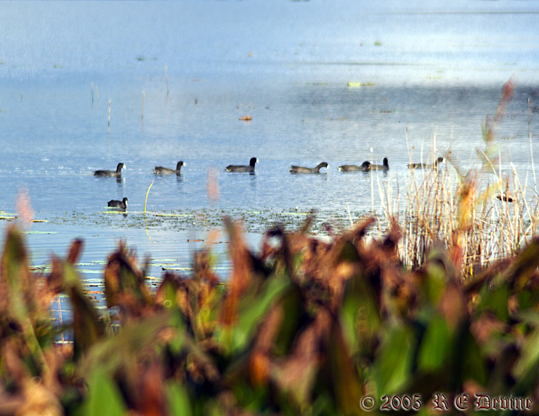 Waterfowl