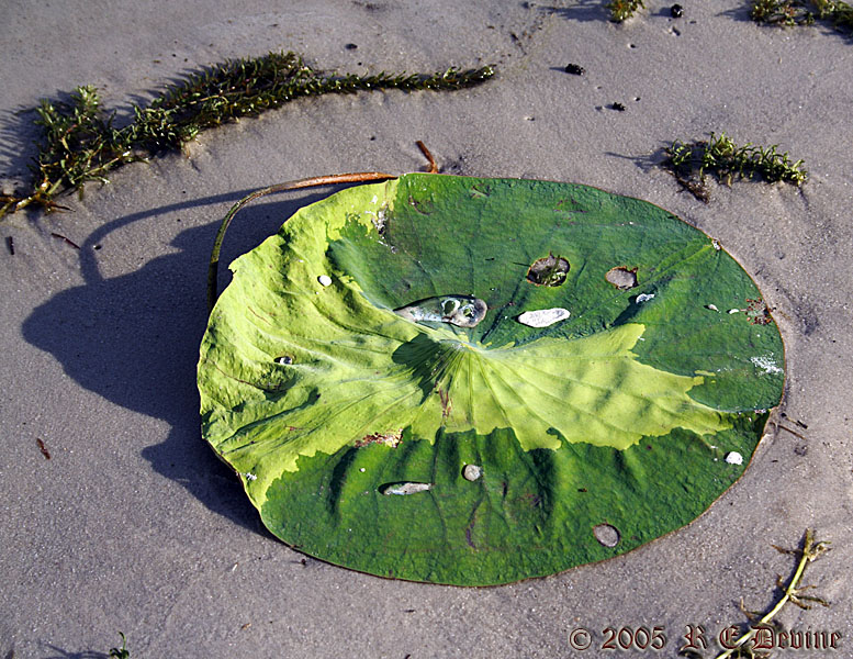 Water on beached lilypad