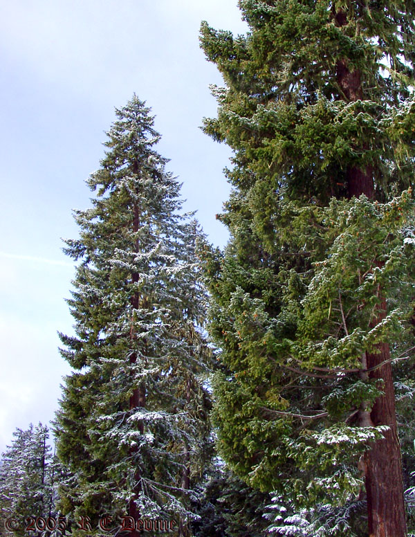 Light snow on trees