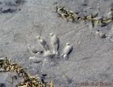 Raccoon track in sand
